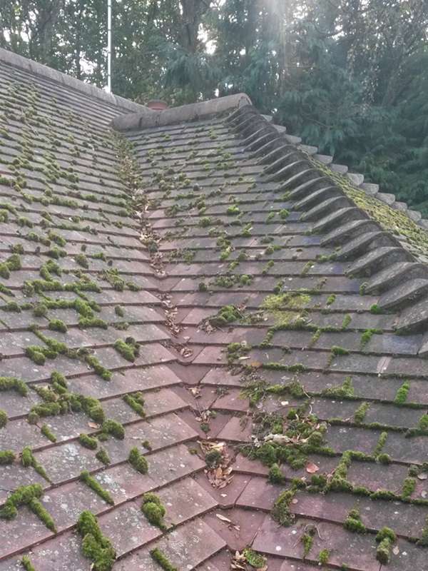 Before Before moss removal