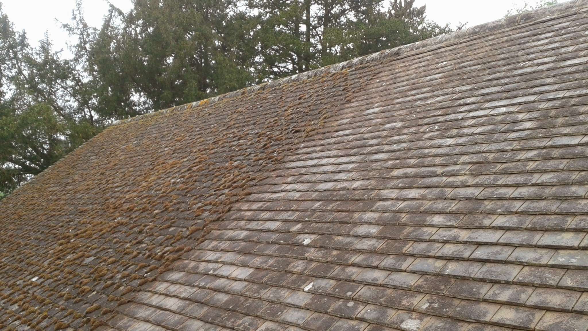 Moss on a tiled roof Moss on a tiled roof